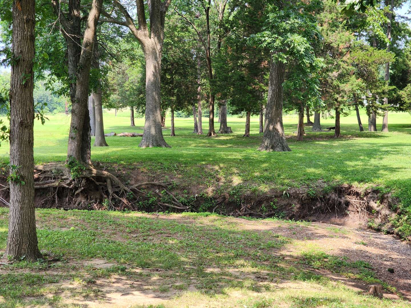 Antioch Park Trees